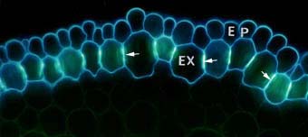 Onion root exodermis (9KB)