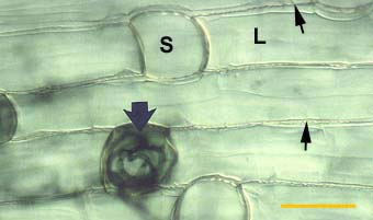 entry points in short cells (11KB)