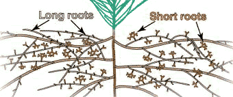Short roots of pine (14KB)
