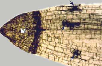 Metacutinised root cap (16KB)