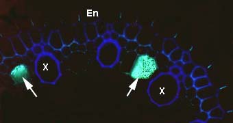 Phloem sieve plates(7KB)