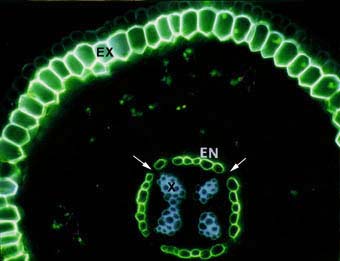 Fraxinus root (14KB)