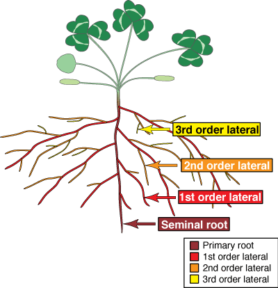 root branching orders (20KB)