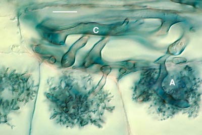 Arbuscules in the inner cortex