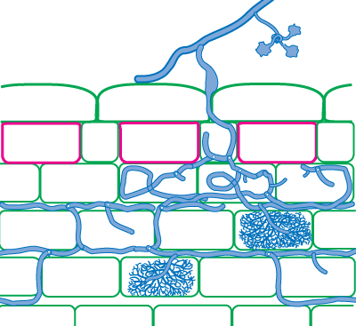 Scutellospora VAM morphology (20KB)