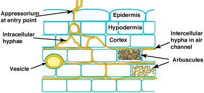 Diagram of VAM colony (16KB)