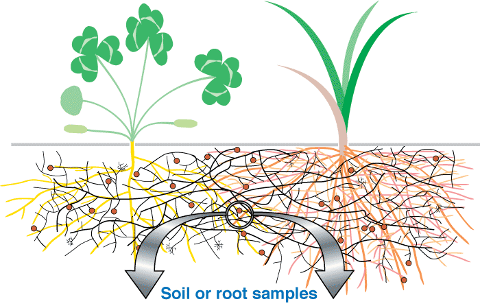 looking at VAM roots (52KB)