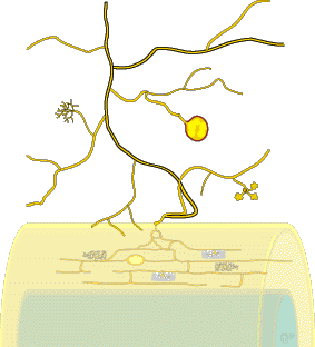 Diagram with soil hyphae and mycorrhizal root (12KB)
